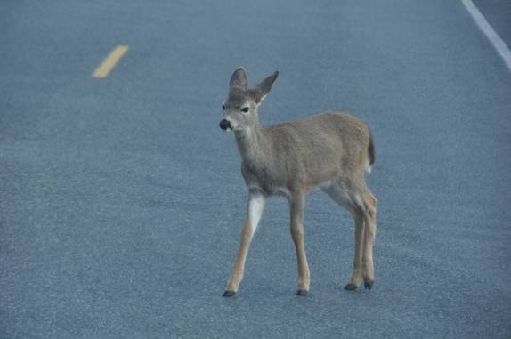 Pequeno veado cruza estrada do Olympic national Park, no estado de Washington, oeste dos Estados Unidos